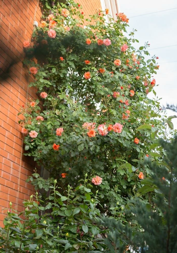 Гостиница Олива Анапа-20